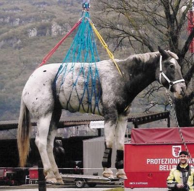 Graues Pferd wird mit buntem Großvieh-Rettungsnetz per Kran gehoben – Tierrettung im Einsatz.